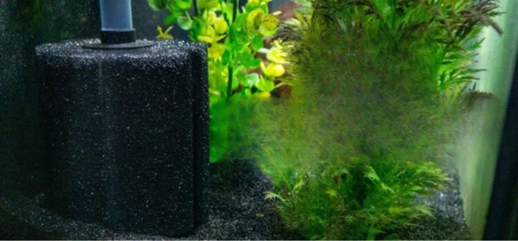 How to Use Sponge Filter Without Air Pump