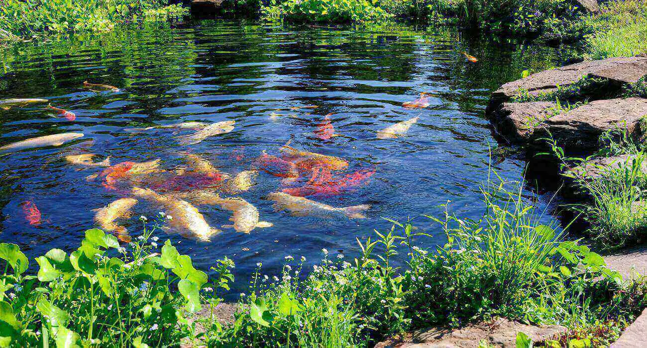 How Do Fish Get in Ponds