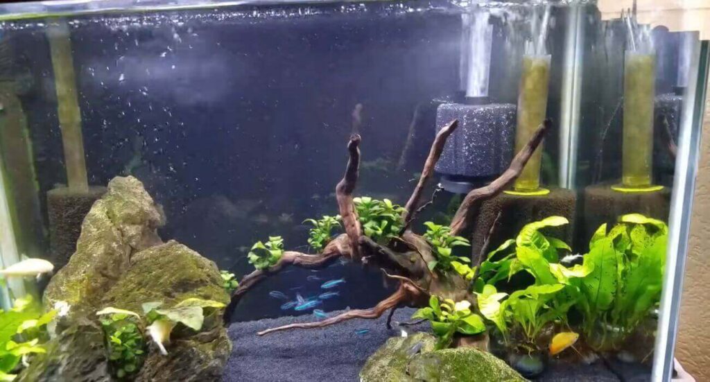 The Importance Of Air Pump And Filter In An Aquarium