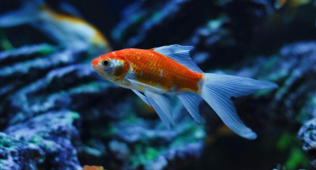 Goldfish Dietary Needs And Considerations