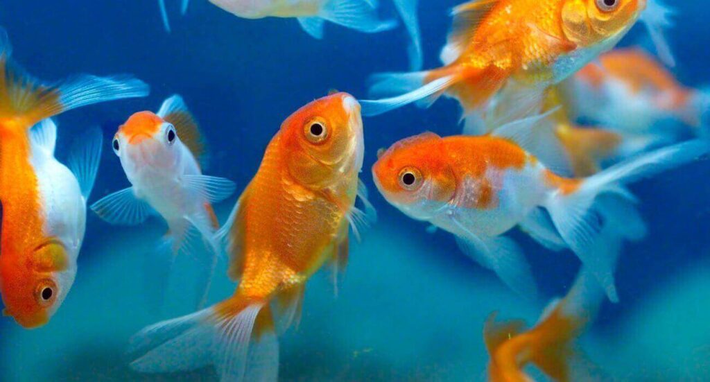 How Long Can Fish Live Without Air Pump Or Filter?