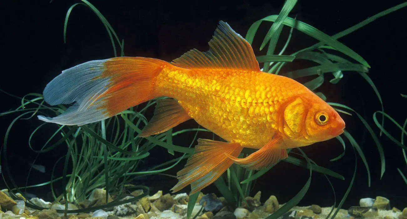 How Big Do Comet Goldfish Get
