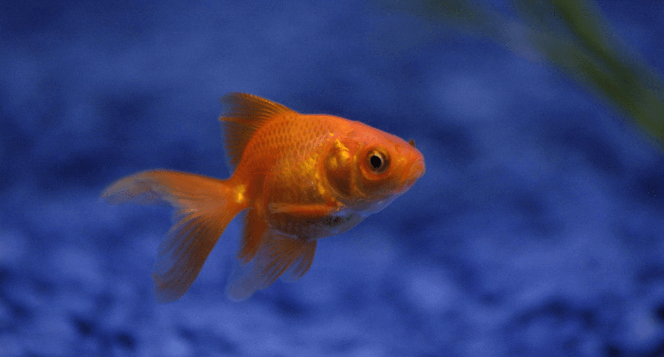 How Long Can Goldfish Live Without Food