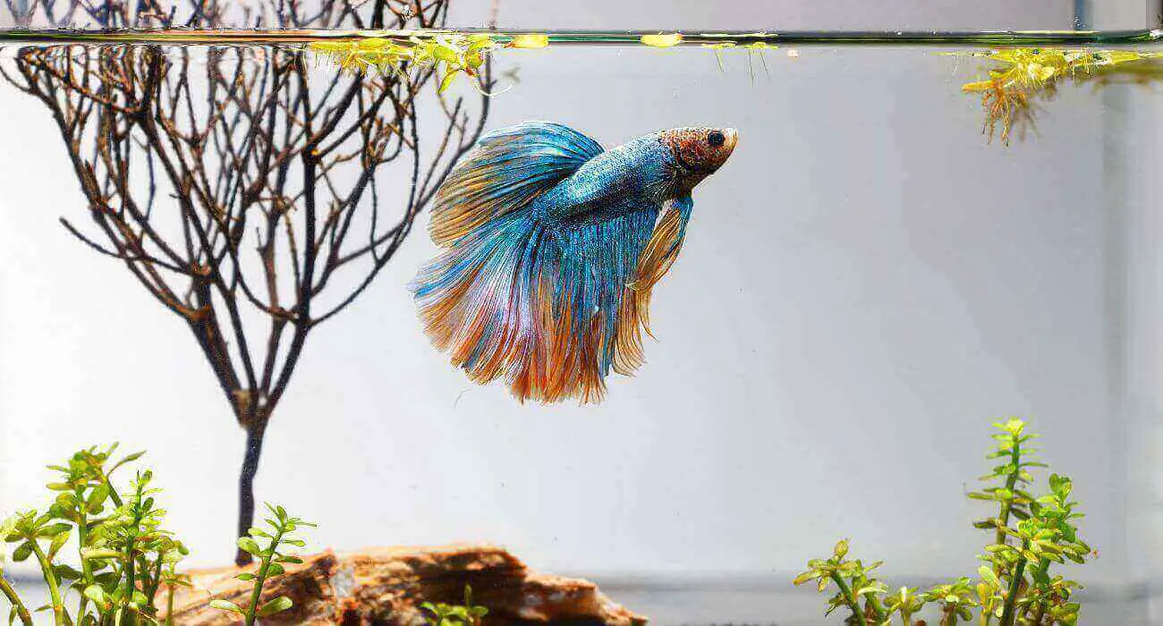 How Often Should You Clean a Betta Fish Tank