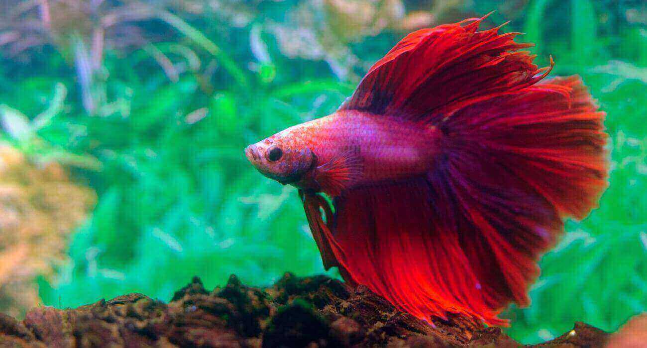 Does a Betta Fish Need a Bubbler