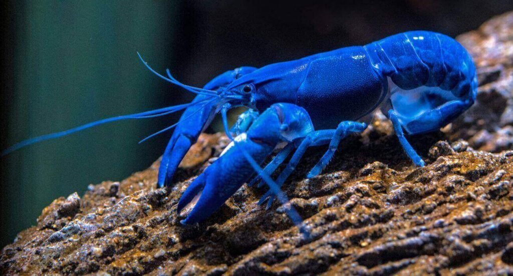 The Rarity Of Blue Crayfish