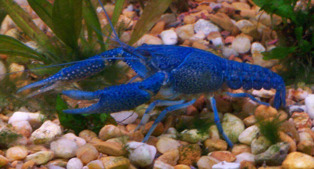 Why Do Crayfish Turn Blue