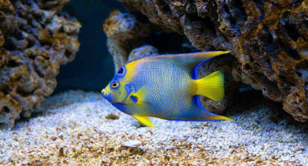 Factors That Influence Angelfish Growth